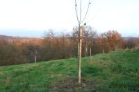 Suche Wald/ Wiese/ Weinberg/ Brachland für Klimaschutzprojekt Rheinland-Pfalz - Saffig Vorschau
