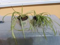 2 x Grünlilie Zimmerpflanzen Sachsen - Plauen Vorschau