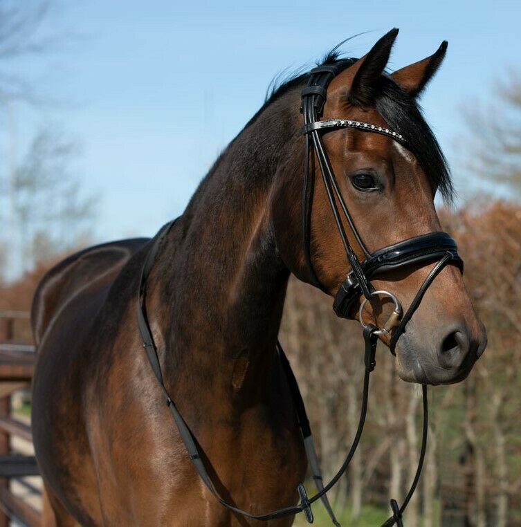 Wunderschöne rundgenahte Schwarz und Braune Lack Trensen €62,95 pony, vb, wb NEU in Rehburg-Loccum