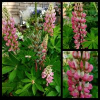 Samen Staudenlupine "Legendary Shades of Pink" Pink/weiß Niedersachsen - Georgsmarienhütte Vorschau