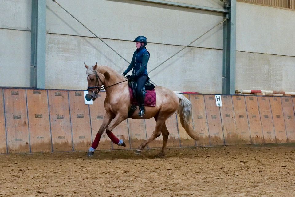 Eleganter Palomino, Wallach, Andalusier wie P.R.E in Neustadt (Wied)