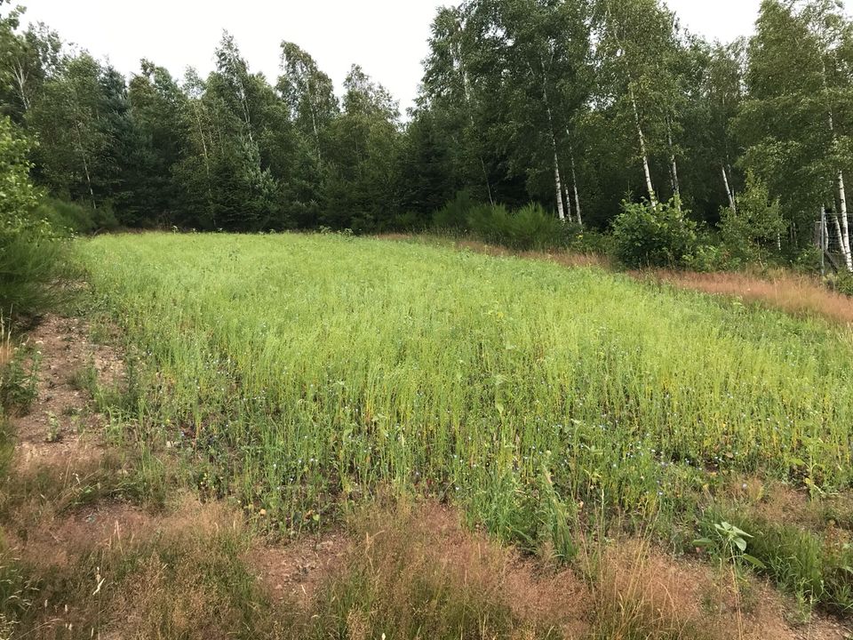 Blühstreifen Bienenwiese Neuansaat Mulchen Jagd in Kreuztal