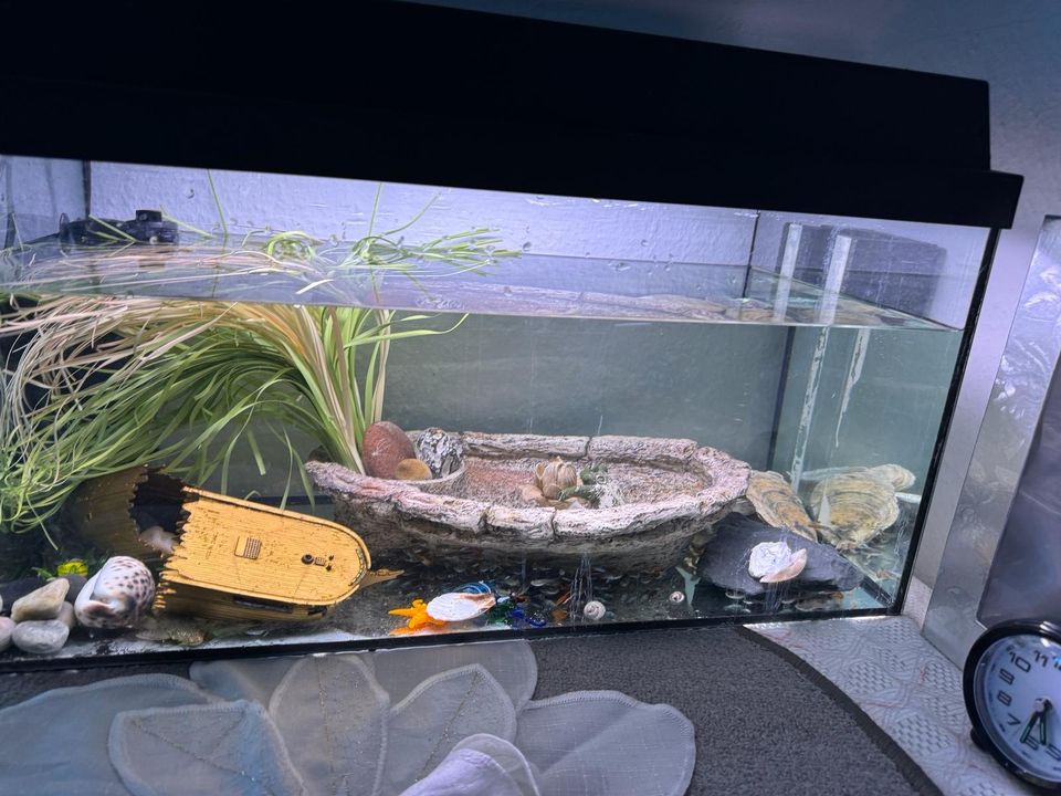 2 Aquariums mit Zubehörartikelen ca.100 Fische in Gettorf