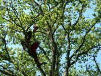 Baumfällung und Baumpflege mit Klettertechnik Rheinland-Pfalz - Birkenfeld Vorschau