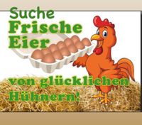 Suche Frische Eier von Glücklichen Hühnern Thüringen - Greiz Vorschau