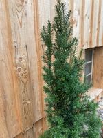 Eibe taxus baccata 120cm hoch Lückenfüller Niedersachsen - Tappenbeck Vorschau