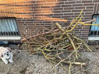 Holz für Feuerschale zu verschenken oder Kamin Niedersachsen - Harsum Vorschau