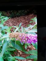 Schmetterlingsbaum sommerflieder lila 120 cm Niedersachsen - Zeven Vorschau