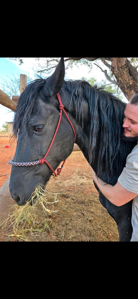 Suche: Reitstunden, Alles rund ums Pferd, Bodenarbeit in Neuss