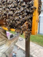 Bienen Königin Carnica Unbegattet SOFORT verfügbar Nordrhein-Westfalen - Blomberg Vorschau