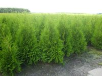 thuja brabant lebensbaum 100-120 cm immergrün heckenpflanze Lingen (Ems) - Wachendorf Vorschau