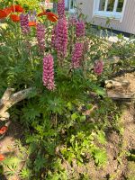 Lupinen Ableger Nordwestmecklenburg - Landkreis - Schönberg (Mecklenburg) Vorschau