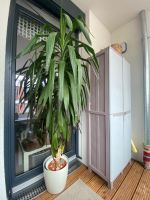 große Yucca Palme zu verkaufen Leipzig - Altlindenau Vorschau