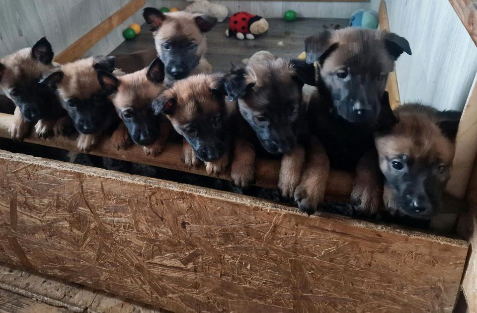 Malinois belgische Schäferhunde in Ummern