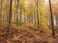 Suche: Waldgrundstück Baumgrundstück Wald Baumwiese Waldwiese Saarland - Lebach Vorschau