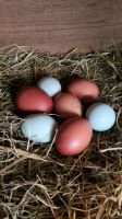 Eier Frische Eier aus der Eifel Blau Schokoeier VERSAND MÖGLICH Nordrhein-Westfalen - Nettersheim Vorschau
