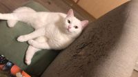Weiße Katze in Hörde vermisst Dortmund - Innenstadt-West Vorschau