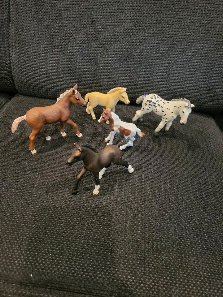 Schleich Fohlen in Niederzier