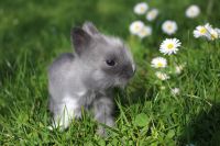 Nur noch 3 kleine reinrassige Teddyzwerge Kaninchen Bayern - Obernzell Vorschau