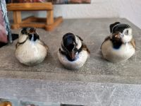 Porzellan Vögel von Göbel Bayern - Würzburg Vorschau