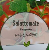 Salattomate - Tomatensetzlinge - Moneymaker Baden-Württemberg - Baden-Baden Vorschau