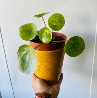 Pilea mojito Rheinland-Pfalz - Mutterstadt Vorschau