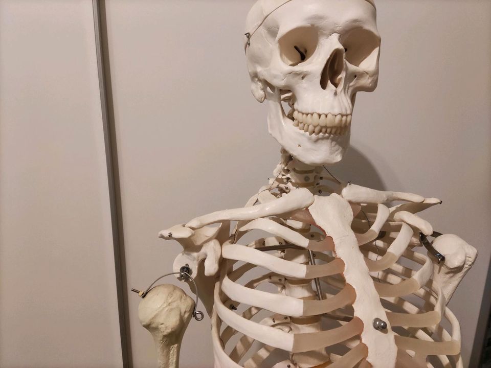 Skelett 1,65 M groß (zum Anatomie lernen) in Leipzig
