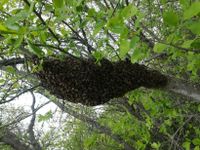 Bienenschwarm aus wesensgemäßer Bienenhaltung Bayern - Poppenhausen Vorschau