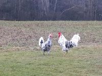 Bruteier der Leghorn Hühner abzugeben Bayern - Kumhausen Vorschau
