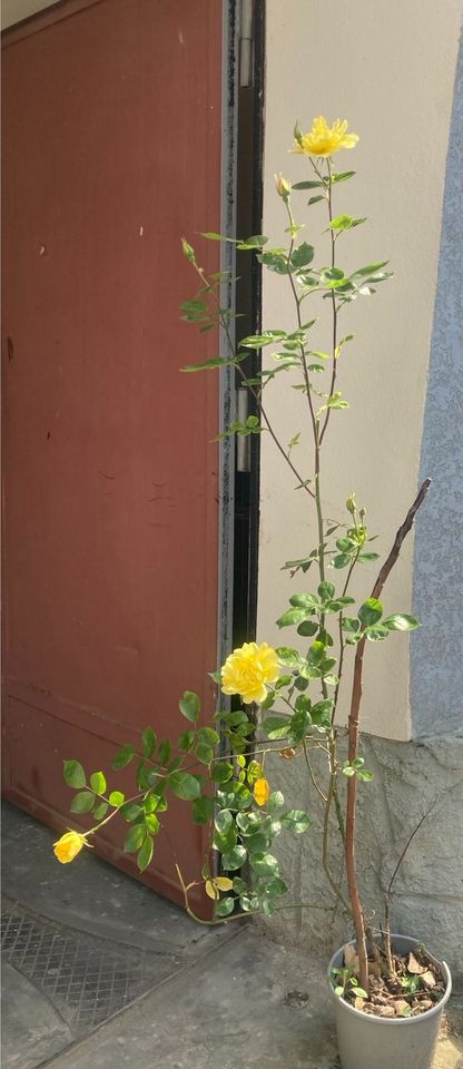 Rose Pflanze in Berlin