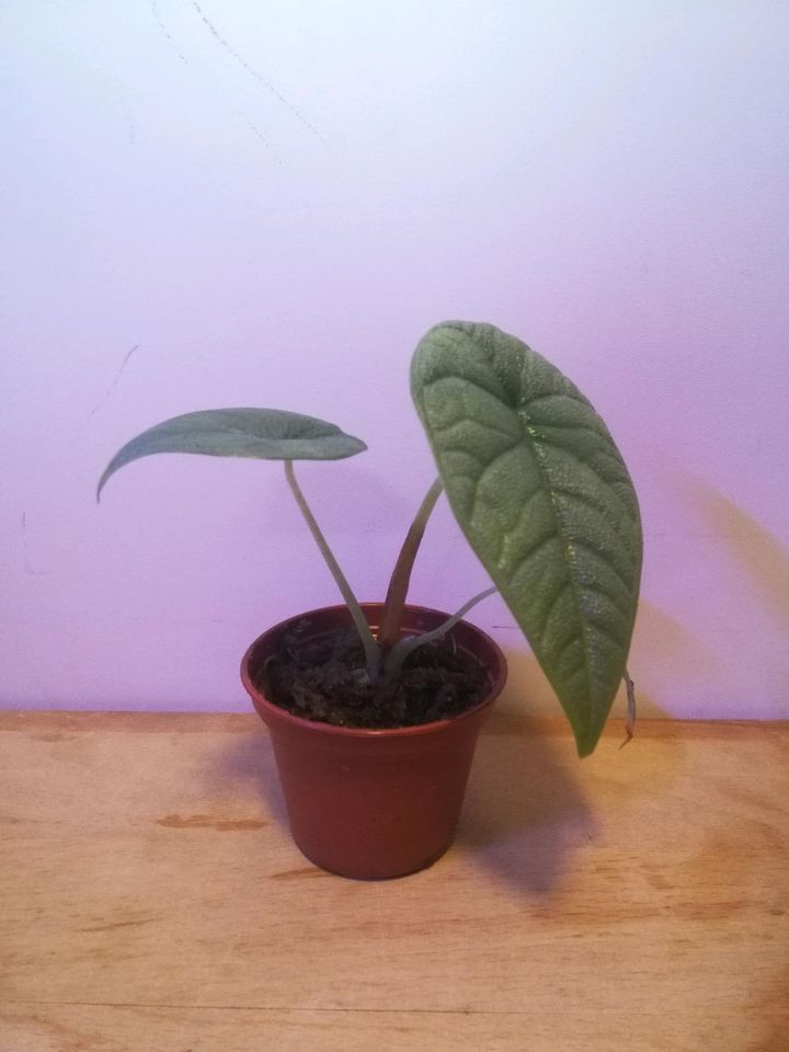 Alocasia Melo in Dresden