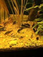 Zuchtgruppe corydoras aeneus Metallpanzerwelse Panzerwelse Süd - Niederrad Vorschau