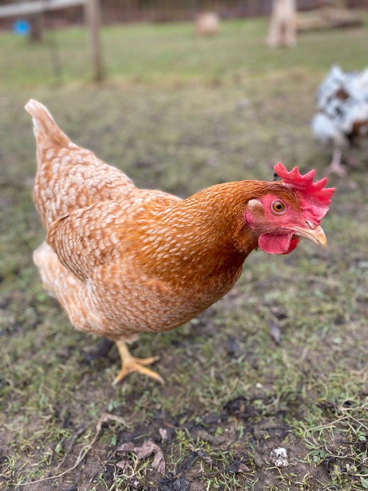 Frische Eier aus Hobbyhaltung in Jüchen