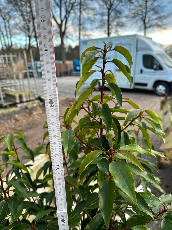 Portugiesischer Kirschlorbeer, Prunus lusitanica, Sichtschutz in Schloß Holte-Stukenbrock