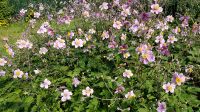 Herbst Anemonen diverse Stauden Bielefeld - Dornberg Vorschau