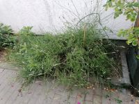 Lavendel stämmiger busch ca 70 cm hoch, ca 1 Meter breit Hessen - Solms Vorschau
