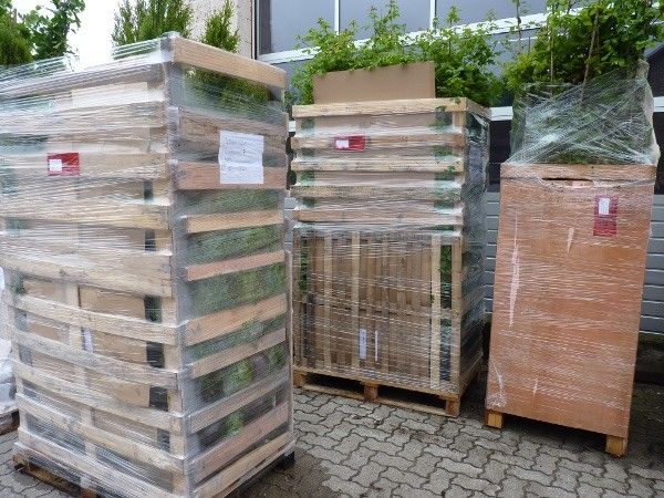 Laubhecke aus Hainbuche oder Rotbuche ab 2,69 € je Pflanze in Ellerhoop