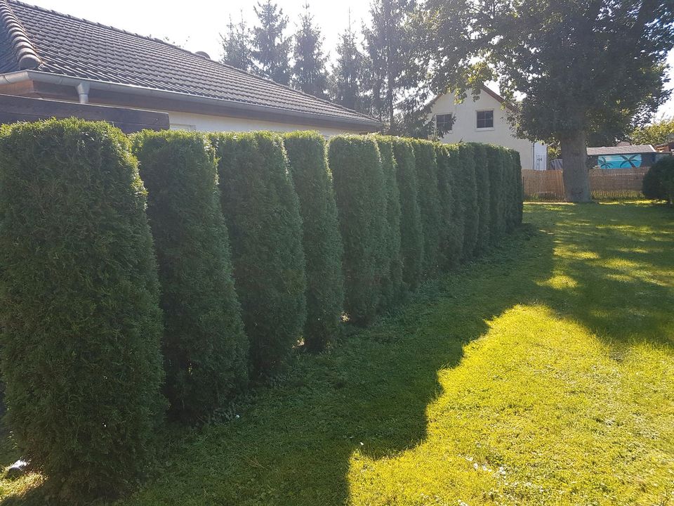 Heckenschnitt, Hecke schneiden, Rückschnitt und Formschnitt in Neetze