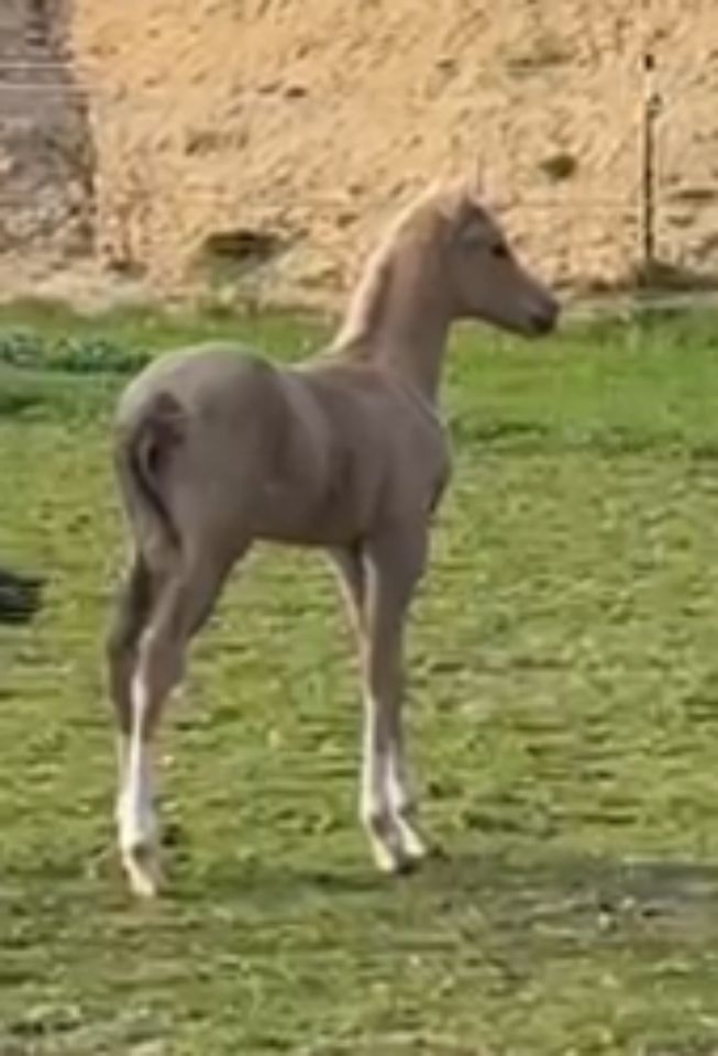 Deutsches Reitpony Hengstfohlen in Suhlendorf