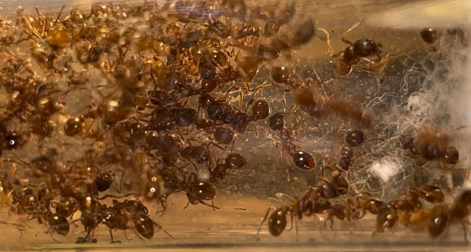 Myrmica rubra Rote Gartenameise Kolonie 40/50 Arbeiterinnen in Mönchengladbach