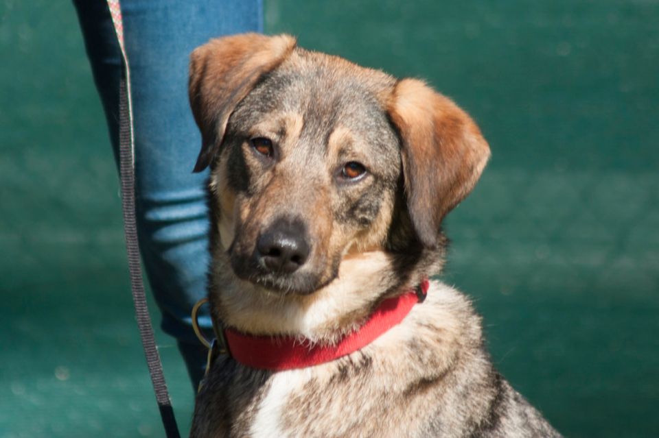 Mostie, Mix, männlich, 4,2 Jahre, Tierhilfe Franken e.V. in Lauf a.d. Pegnitz