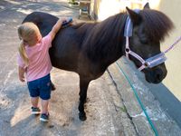 Kurs: Erste Begegnungen mit dem Pony für Kinder ab 4 J. Niedersachsen - Gyhum Vorschau