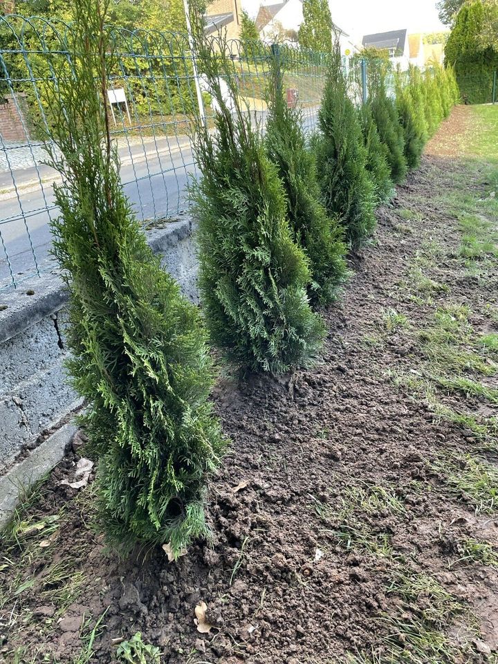 Garten- und Pflasterarb, Hausmeisterservice, Renovierungsarbeiten in Bad Hersfeld