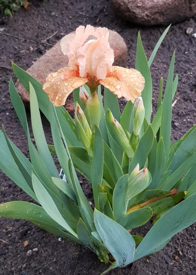 Schwertlilie Zwerg-Iris "Autumn Tangerine" edles Apricot Frühblüh in Wulfsen