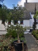 Malus Elstar Apfelbaum Solitair ca. 3m Hoch Nordrhein-Westfalen - Simmerath Vorschau