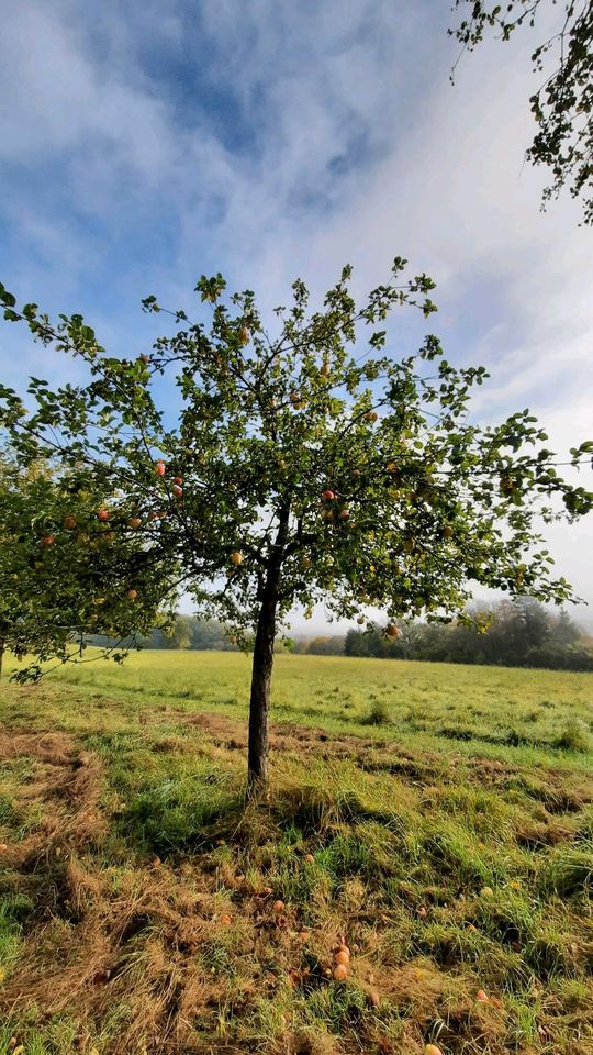 Apfelsaft Bioland Steuobstwiesen 3ltr 5ltr Bigbag in Hosten