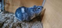 Cuy Bock silberagouti weiss Nordrhein-Westfalen - Erftstadt Vorschau