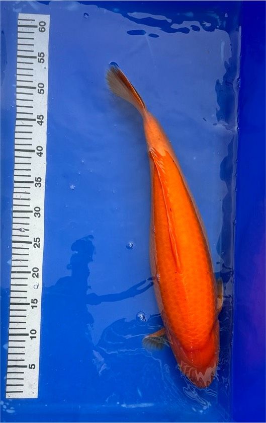 Japan Koi Karashi Orange 51 cm in Brühl