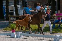 Jährling Ponyhengst Niedersachsen - Westoverledingen Vorschau