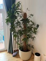 Riesen Große Zimmerpflanze, Philodendron Pedatum, Höhe ca. 220cm Innenstadt - Köln Altstadt Vorschau